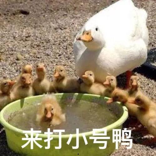 娱乐吃瓜鸭鸭鸭视频